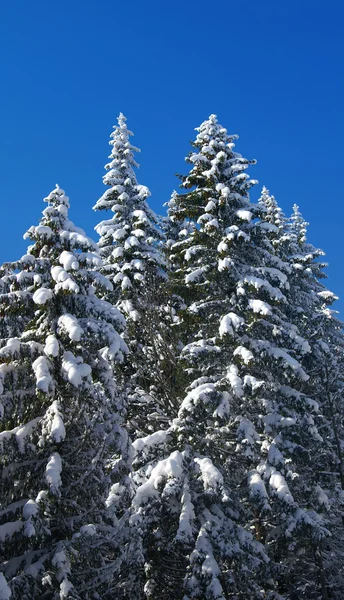 Inverno abeto madeira — Fotografia de Stock