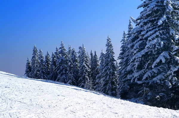 Зима ель дерево — стоковое фото