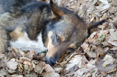 köpek yaprakları