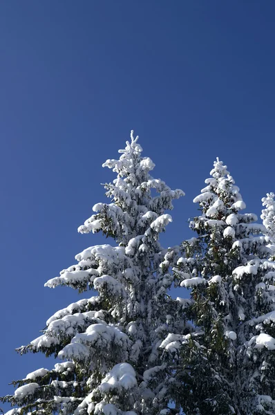 Kış firs — Stok fotoğraf