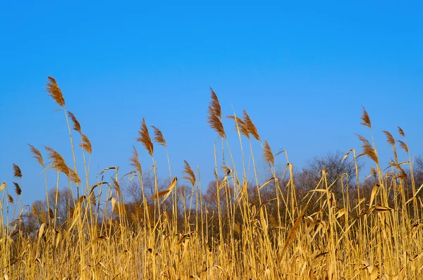 stock image Rush and blue sky