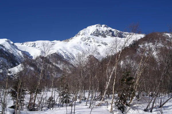 Χειμώνας δάσος στα βουνά του Καυκάσου — Φωτογραφία Αρχείου