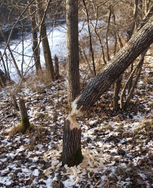 Tree and beaver clipart