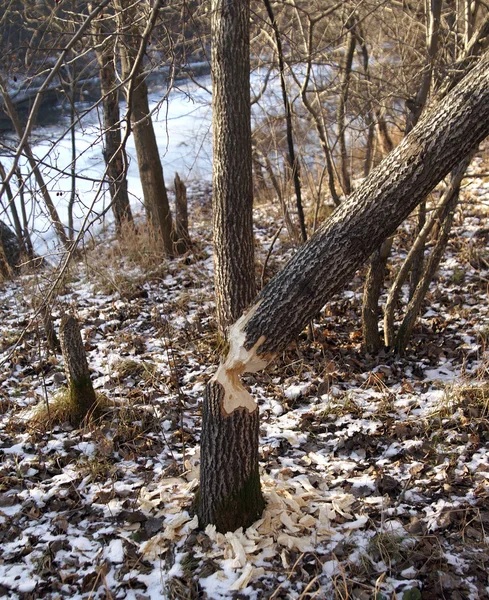 Tree and beaver — Stock Photo, Image