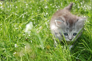 Bahçedeki küçük sevimli kedi yavrusu 