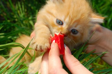 little red kitten playing with a red apple in the garden 