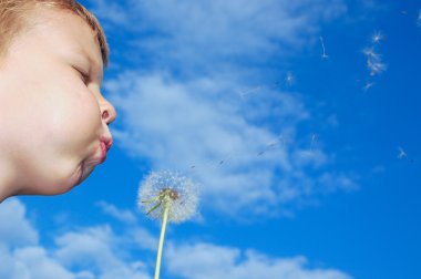 child blowing dandelion on blue sky background 