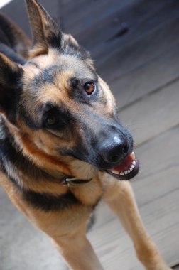 Köpek çiftleşmesi Alman çoban köpeği 