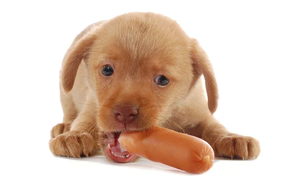Cute Puppy Carrot White — Stock Photo, Image