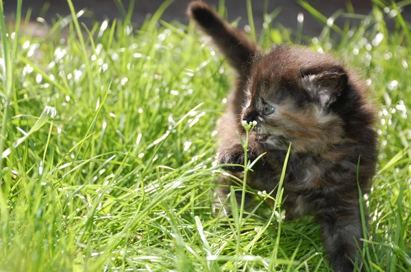 Cute Little Kitten Playing Garden — Stock Photo, Image