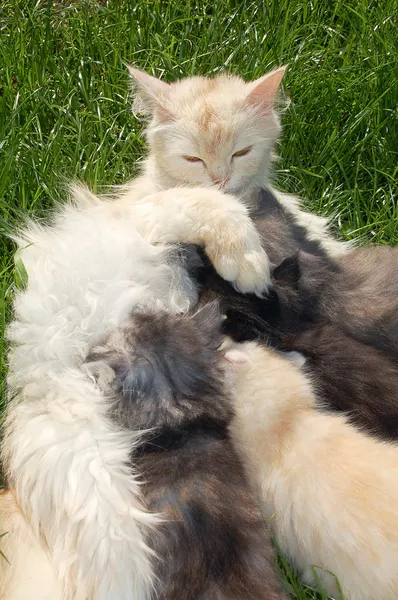 Two Cats Playing Garden — Zdjęcie stockowe
