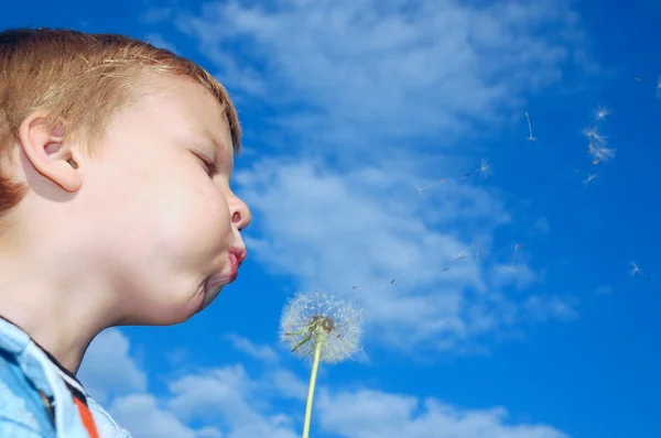 Little Boy Dandelion Blowing — Stock Photo, Image