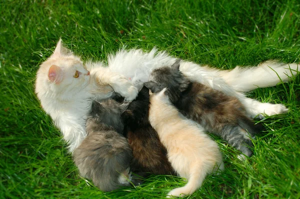 Three Kittens Play Together Garden — Stockfoto