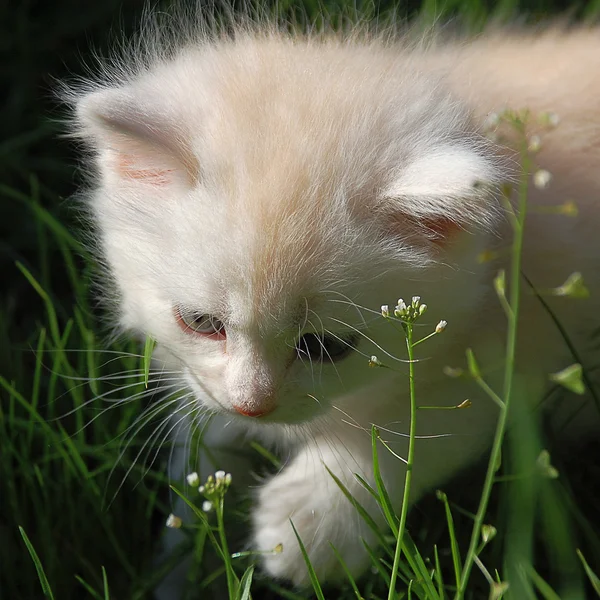 Cute Fluffy White Kitten — Stok fotoğraf