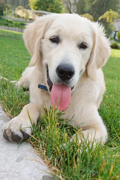 草の上に寝そべっているゴールデンレトリバー犬 — ストック写真
