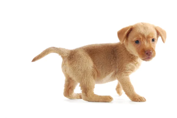 Puppy Golden Retriever Studio — Stockfoto