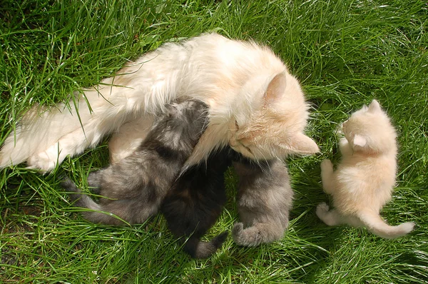 Two Fluffy Kitten Playing Garden — Stock Photo, Image