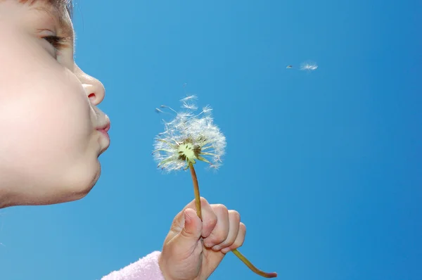 Little Girl Blowing Dandelion — Stock Photo, Image