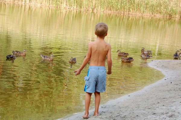Boy Ducklings River — Stock Photo, Image