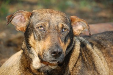 Stary köpek