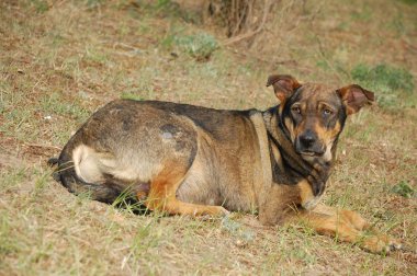 Stary köpek