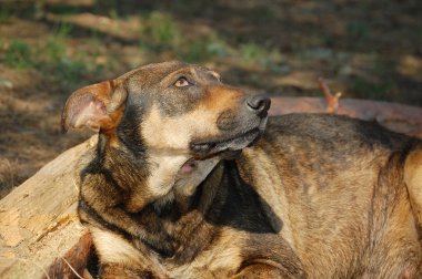 Stary köpek