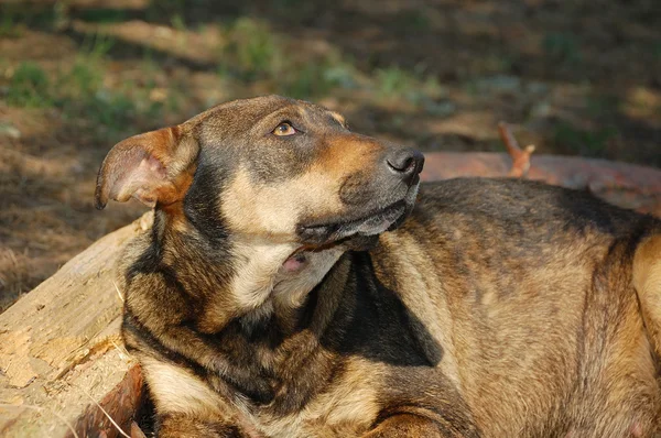 Stary köpek