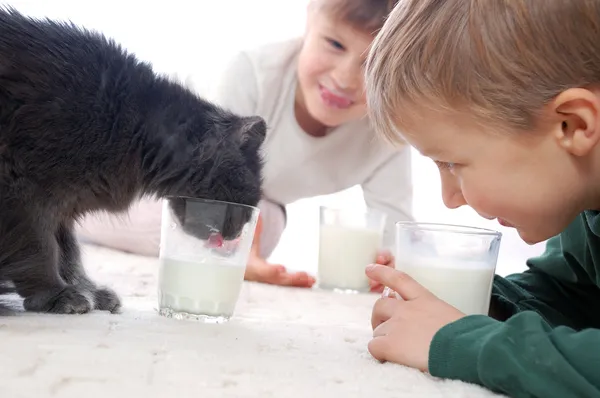They all like milk — Stock Photo, Image