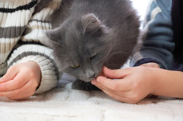 Children feeding a cat — Stock Photo, Image