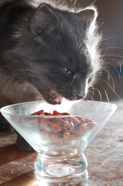 Kedi yemek yeme — Stok fotoğraf
