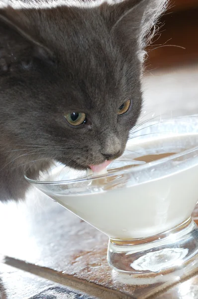 喝牛奶的猫 — 图库照片