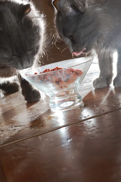 Двоє котів їдять їжу — стокове фото