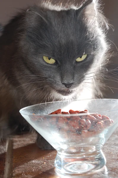 고양이 음식 — 스톡 사진