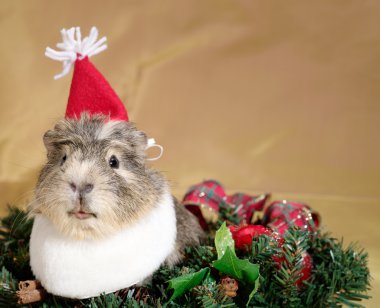 Funny Cavia on the christmas garland as clipart