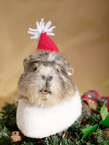 Funny Cavia on the christmas garland as — Stock Photo, Image