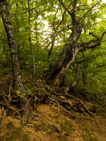 Automne dans la forêt — Photo