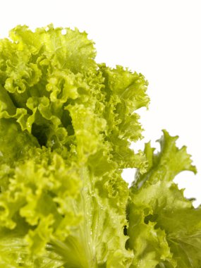 Fresh raw lettuce with water drops. This clipart