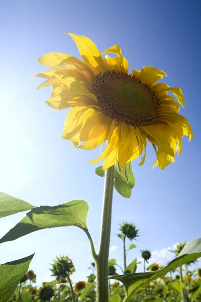 Ayçiçeği mavi güneş ışığı altında — Stok fotoğraf