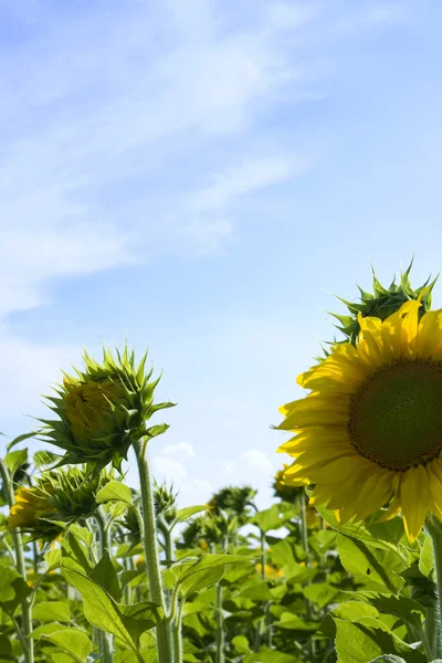 Zonnebloemen onder het zonlicht met blauw — Stockfoto