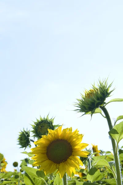 Соняшники під полуднем сонця з блакитним — стокове фото