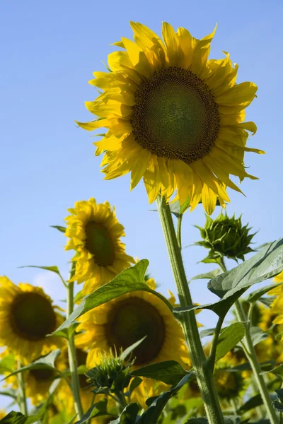Соняшники під сонячним світлом з блакитним — стокове фото