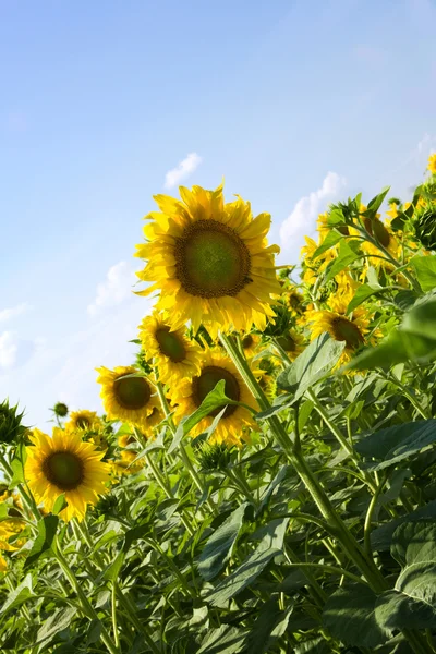 Sonnenblumen im Sonnenlicht mit blauem — Stockfoto