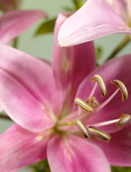Lily flor como fundo para o seu desig — Fotografia de Stock