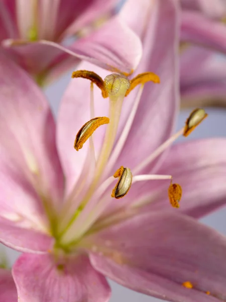 Lily flor como fundo para o seu desig — Fotografia de Stock