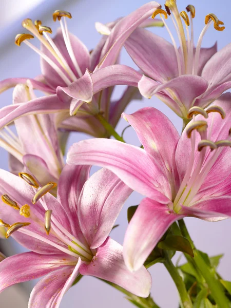Lily fleur comme fond pour votre désir — Photo