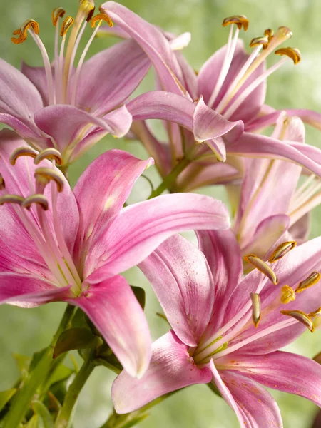 Lily fleur comme fond pour votre désir — Photo