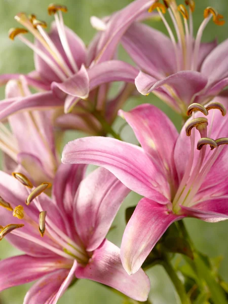 Цветок лилии как фон для дебюта — стоковое фото