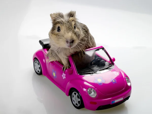 Αστεία cavia για το ροζ αυτοκίνητο — Φωτογραφία Αρχείου