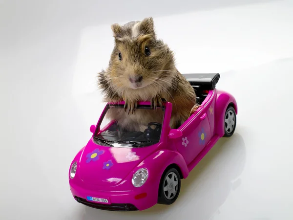 Funny Cavia on the pink car — Stock Photo, Image