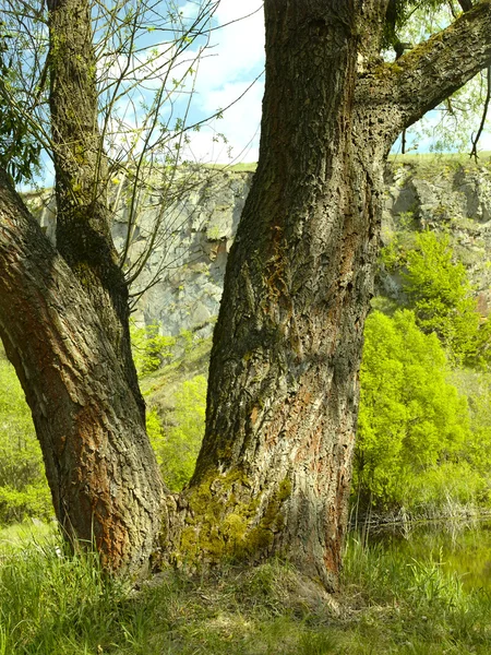 Одне дерево на лузі — стокове фото
